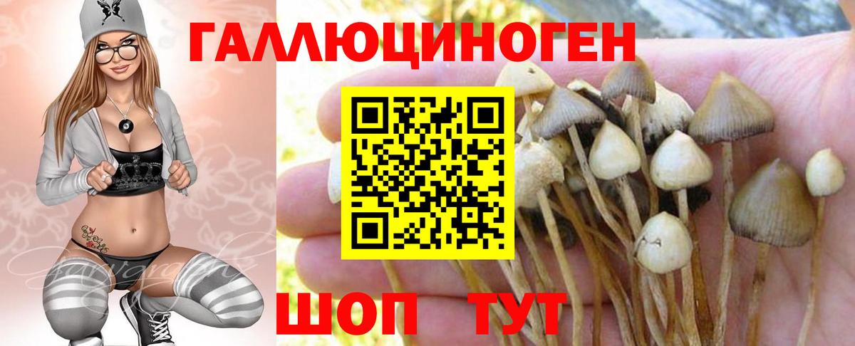 где продают   Майский  Галлюциногенные грибы Psilocybine cubensis 